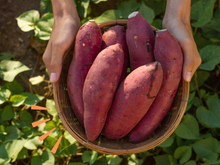Qual a lua certa e a terra ideal para plantar inhame?
