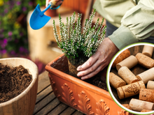 Não jogue fora as rolhas de vinho, elas são o segredo para salvar o seu jardim