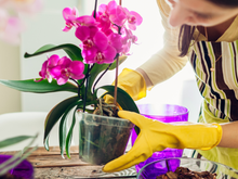 A sua orquídea vai viver mais de 10 anos seguindo os passos e dicas simples desses jardineiros