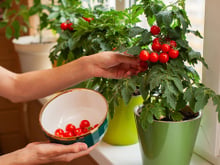 Plante mudas de tomate desse jeito para dobrar a colheita - truque de jardineiro experiente