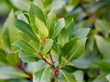 Para aproveitar melhor de todos os benefícios da folha de louro, aprenda a como plantar esse tempero durante o ano inteiro