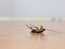 Encontrei baratas de barriga para cima na minha cozinha e me desesperei: aqui está por que isso acontece