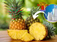 Por que abacaxi estraga o leite? Cientista de alimentos tem a resposta e entrega solução