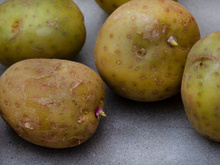 Truque simples impede que a batata crie raízes