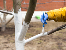 Veja por que você deve aplicar cal em árvores frutíferas: são muitos os benefícios da caiação nessas plantas