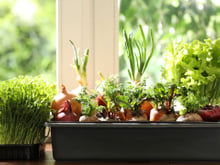 Chega de hortaliças velhas: esses são os vegetais que você deve plantar em agosto para ter sempre comida fresca em casa