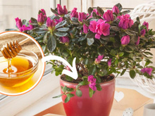 Veja como o mel pode salvar a sua azaleia se você usar desse jeito