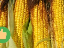 Como escolher o melhor milho no mercado ou feira, de acordo com dois produtores de milho