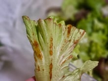 Alface marrom está estragada? Pode comer ou faz mal? TudoGostoso te dá todas as respostas!