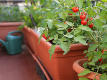 Como plantar tomate-cereja em vaso: confira 6 passos para cultivar o vegetal em casa e colher os frutos o ano inteiro