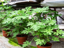 4 plantas para se ter em casa para afastar insetos e melhorar a qualidade de vida