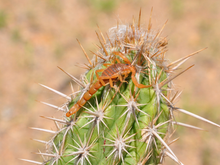 Pouca gente sabe, mas essas 5 plantas são verdadeiros tesouros para acabar com os escorpiões no jardim