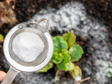 Aprendi com um jardineiro e agora vou te ensinar: esse fertilizante com bicarbonato de sódio ajuda no crescimento dos tomates