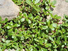 Quase todos arrancam essa planta achando que é mato, mas ela é um tesouro nutricional escondido no jardim