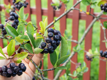 Ouro negro de vitaminas, fruta regula o açúcar no sangue e a pressão arterial