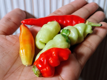 Pimenta não é tudo igual: essa dica de uma participante do MasterChef Brasil deixou minhas receitas mais saborosas (a certa faz toda a diferença!)