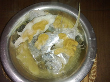 Peixe gordinho rapidinho