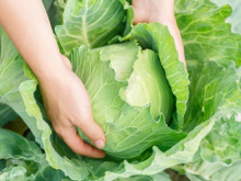 Por que as mulheres estão colocando repolho nos seios