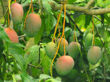 Nem folha de louro, nem folha de limão: essas são as propriedades curativas que apenas as folhas de manga possui!