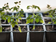 A planta que pode crescer até em um potinho de iogurte e dá frutos o ano inteiro