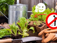 Cientistas apostam em urina humana para cultivar horta e revelam como VOCÊ pode fazer o fertilizante natural em casa