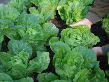 Os 3 vegetais ideais para plantar em casa em junho: podem ser cultivados em pouco tempo