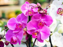 Vai ficar muito mais fácil cultivar orquídeas em casa com essas 3 dicas!