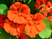 Como plantar capuchinha: confira as dicas