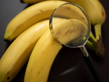 O que ninguém te contou sobre as bananas: segredo é revelado por biólogo