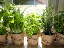 Não é só a ventilação: é por isso que as casas francesas não ficam com cheiro de gordura, a purificação natural das ervas explica tudo