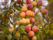 Nem goiabeira, nem limoeiro: a árvore que não danifica o piso, faz sombra e dá frutos no verão
