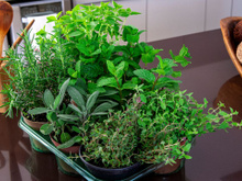 Como fazer para alecrim, tomilho e lavanda crescerem rápido no seu vaso? Aqui estão os segredos de especialistas!