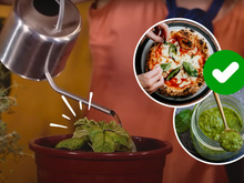 Aprendi como plantar manjericão em vaso e agora faço pizza margherita e massa ao pesto toda semana: aqui está o passo a passo para cultivar a erva em casa