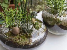 Como fazer um terrário: confira as dicas