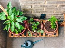Plantar árvores frutíferas em casa pode ser mais fácil do que você imagina: 3 opções que não precisam de sol