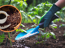 Enterre grãos de café na sua plantação de tomate e veja a mágica acontecer