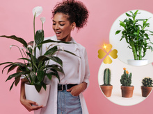7 plantas da sorte para ter em casa: elas decoram e enchem o ambiente de boas energias