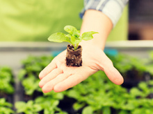 Dicas para cultivar seu próprio alimento