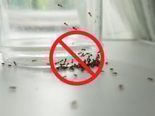 Como preparar uma mistura com folha de louro e vinagre para não sobrar nenhuma formiga na sua casa