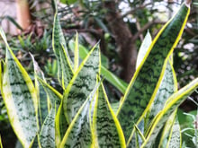 Essas 5 plantas deixam a entrada da casa mais bonita e, segundo a tradição, atraem prosperidade: o TudoGostoso explica