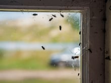 Como se livrar de insetos que estão entrando em casa? Três truques que não deixam manchas nas paredes