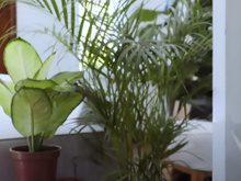 As plantas ideais para cada espaço da casa: sala, quarto, cozinha e varanda