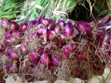 Essa é a melhor forma de plantar cebola em casa: dicas profissionais se um jeito simples para a sua horta