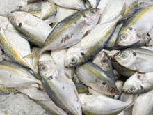 Qual é o melhor dia da semana para comprar peixe? O TudoGostoso explica e dá dicas para acertar na escolha