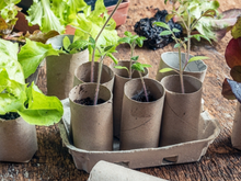 Jardineiro fica nervoso ao tentar usar rolos de papel higiênico para plantar mudas: "Sou muito novo em jardinagem, então não tinha certeza de quais fungos são prejudiciais"