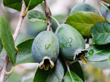 O fruto pouco conhecido cheio de fibras, nutritivo e com poucas calorias que você pode plantar em casa