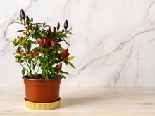 Esse jeito de plantar pimenta é a forma mais barata e fácil de fazer em casa: e ainda gasta menos tempo para a a muda vingar