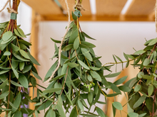 Planta no banheiro tem inúmeros benefícios além de decoração, mas existe uma especial que é a melhor de todas!