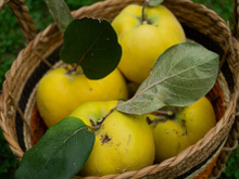 Maçã dourada dos gregos: fruta pouco conhecida é uma grande aliada da saúde digestiva e rica propriedades antioxidantes