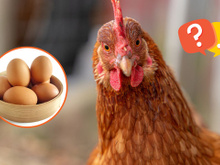 DeepSeek: finalmente descobri quem nasceu primeiro, o ovo ou a galinha